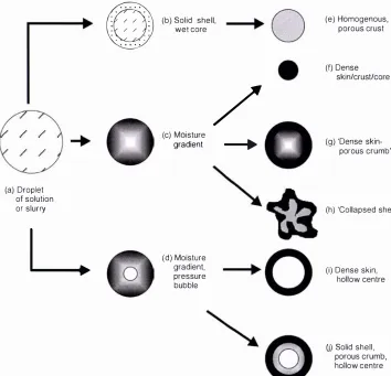 Figure 2.8: Possible internal structures during droplet drying (Werner, 2005). 