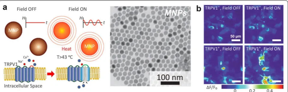 Fig. 4 Magnetic Nanoparticles (MNPs). a Experimental scheme (left) showing magnetothermal deep brain stimulation using MNPs to open temperature-sensitive TRPV ion channels