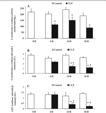 Fig. 3 Cytochrome-c oxidase activity and sub unit 1 content, and ATP synthase sub unitsham-operated control rats;controls groups (white bars) and CLP groups (black bars)