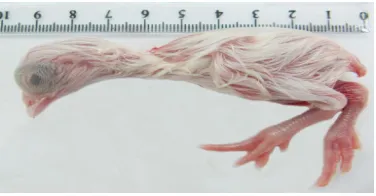 Fig. 1. The chicken embryo treated with the methionine solution into the yolk sac. The embryo is normal with no gross lesions
