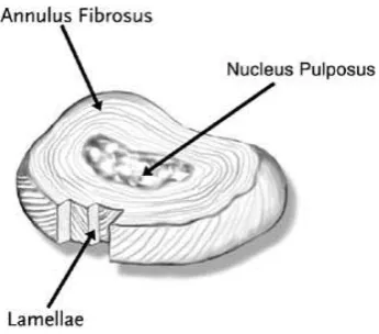 Figure 4.Trabecular Systems 