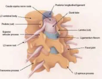 Figure 6.Range of Motion (ROM).NZ-initial intervertebral motion with low resistance with high flexibility