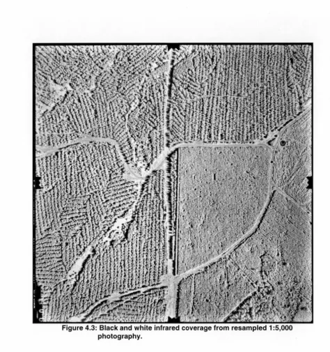 Figure 4.3: Black and white infrared coverage from resampled 1 :5,000 photography. 