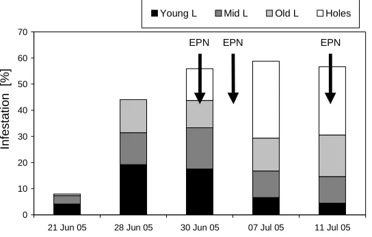 Figure 1: Activity of Steinernema feltiae in soil samples taken after soil application of 500.000 EPN/m² (on 23rd (D0) of June) or 250.000 EPN/m² (on 23rd  (D0) and 30th (D7) of June) of cherry trees (“Van”)