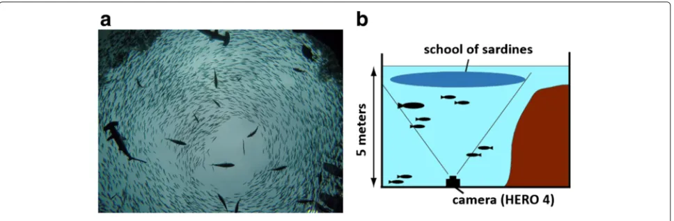 Fig. 1 a Snapshot of a school of sardines. b Camera setup