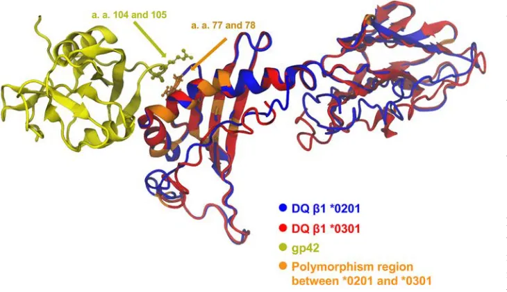 Figure 7. Predicted structures of EBV type 2 gp42 (yellow) superimposed on the crystal 
