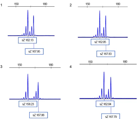 Figure 4: Electropherograms for D19S884 microsatellites in sample 1–4 ( as run in gel electrophoresis in figure 3)