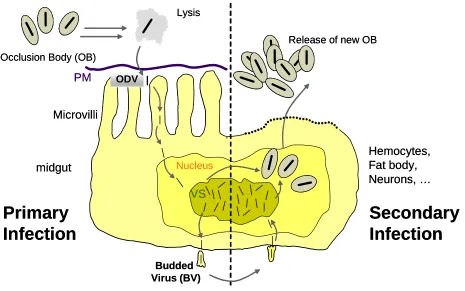 Fig. 1: Schematic replication cycle of CpGV. Infection starts with solubilization of occlusion body in the midgut