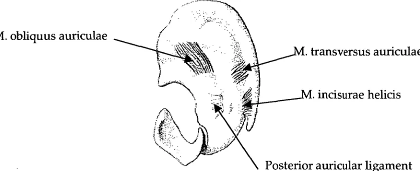 Fig. 1.3 Auricular Cartilage. Medial View, Source: modified from Feneis (1976). 
