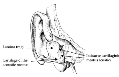 Fig. 1.4 Auricular Cartilage. Anterior view, Source: modified from Feneis (1976). 