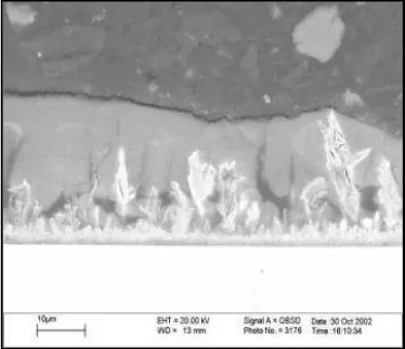 Fig 5. SEM micrograph of a cross-sectional view of Zn/SiOelectrodeposit. Current density 30 A/dm2 2, particle loading 104 g/l, bath agitation 500 rpm, pH 2.0 