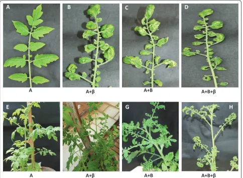 Figure 5 Plants were inoculated with different constructs as labeled. Rest of the condition is same as described in Figure 4.