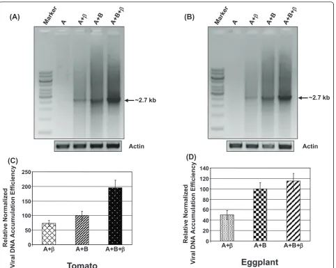 Figure 6 The plants (Tomato and Eggplant) were agro-infiltrated with various constructs as shown on the top of the figures, and thelevel of viral DNA accumulation was checked by semi-qPCR at 90 dpi using DNA-A specific abutting primers ToLCNDV-IN[IN:Nag:Eg