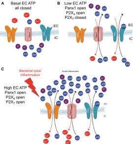 Figure 3  and P2X channels and substantial movement of ATP and ions along their concentration gradients.Abbreviations:7P2X activity