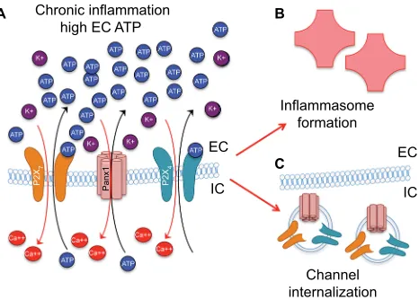 Figure 4 Persistent Panx1 and P2X activation (A) leads to inflammasome formation (B) and channel/receptor plasticity, including channel internalization through endocytosis (C).Abbreviations: EC, extracellular; IC, intracellular.