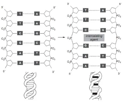 Figure 1. Deformation of DNA by an intercalating agent. 