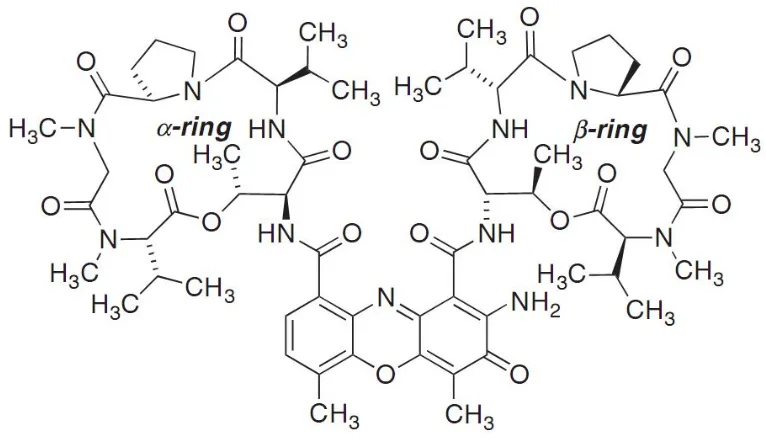 Figure 4. DNA intercalation by actinomycin D. 