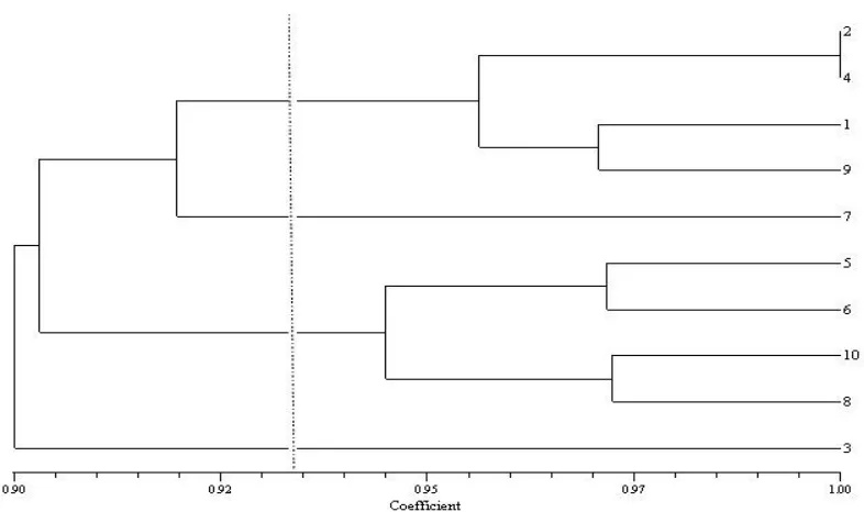 Figure 2 - Dendrogram resulting from cluster analysis based on protein bands in non-stress  conditions