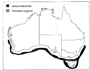 Fig 1.1: The distribution of J. edwardsii and P. cygnus in Australian waters. 