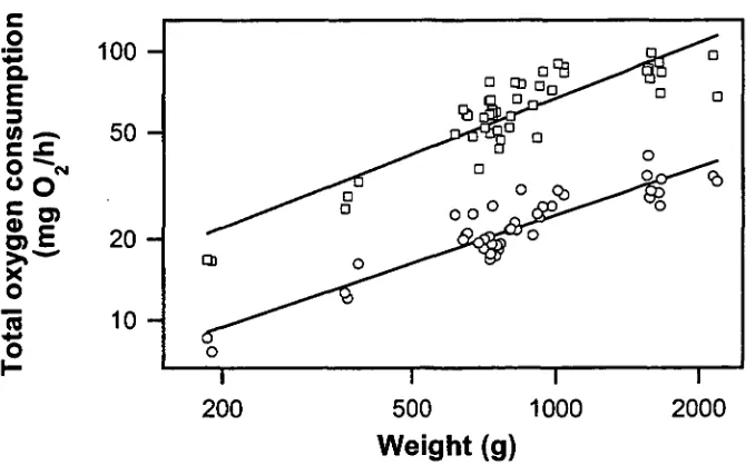 Figure 3.2: A log-log plot of total oxygen consumption (Magainst body weight (g) of the southern rock lobster,  O2  - mg 021h) Jasus edwardsii