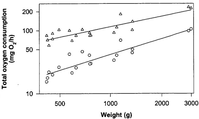 Figure 4.2: A log-log plot of total oxygen consumption (M O2against body weight (g) of the western rock lobster, Standard (0) and active )(mg 02/h) Panulirus Cygnus