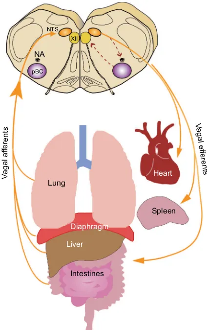 Figure 1 Overview of vagal circuitry linking the central and peripheral nervous system