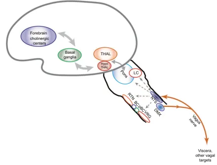 Figure 2 Putative pathways involved in vagus nerve stimulation. Notes: Stimulation of the vagus activates ascending pathways that alter neural circuits in the brain stem, midbrain, and cortex