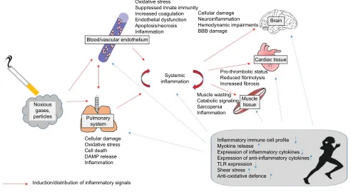 Figure 2 Overview about the distribution of inflammatory signals induced by tobacco smoking from the pulmonary system to blood, brain, cardiac tissue, and muscle and the immune-regulating effects of regular exercise training.Abbreviations: BBB, blood–brain
