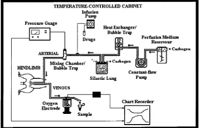 Fig. 2.1. Constant flow perfused rat hindlimb apparatus 