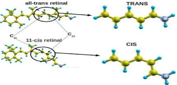 Figure 1. All-trans retinal and 11-cis retinal.Dashed lines 
