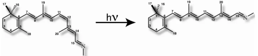 Figure 2.Chemical structure of 11-cis-retinal and all-trans-retinal. 