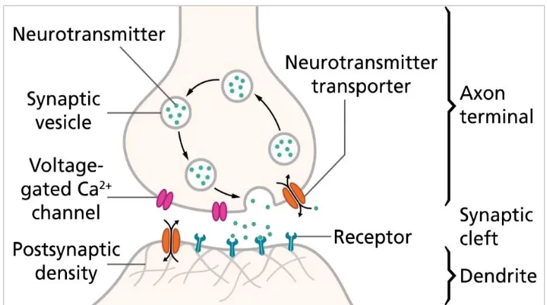 Figure 1.1 Synaptic connectivity. Cartoon showing a schematic representation of a chemical 