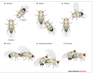 Figure 1.7 Sequence of courtship behaviour steps undertaken by male fruit flies. a) The male 