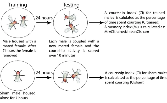 Figure 1.8 Conditioned courtship suppression assay. In order to measure LTM, a training 