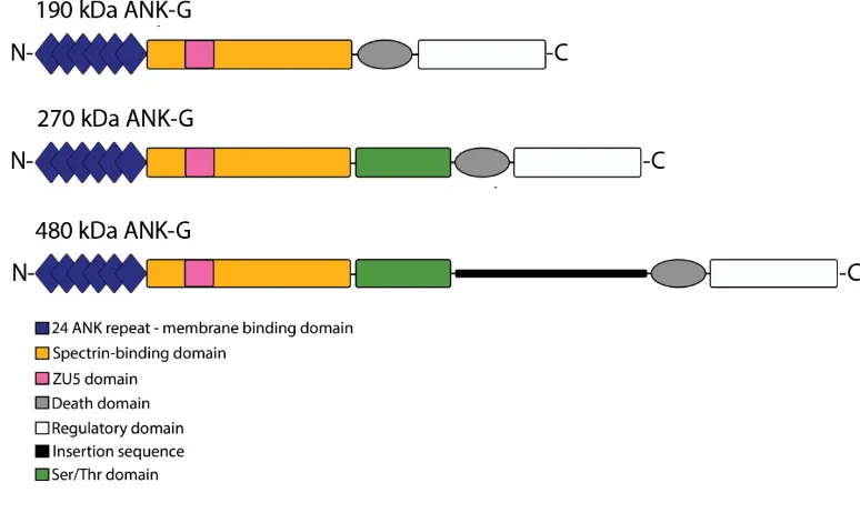Figure 1.16 Schematic representation of ANK-G variants within the vertebrate nervous 