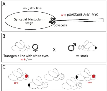 Figure 2.2 Injection procedure to generate transgenic flies. (A) white+ (w+) transgene DNA 