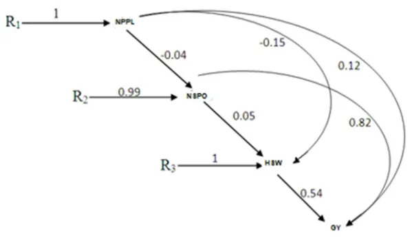 Figure 2: Path analysis of yield and yield components over environments 