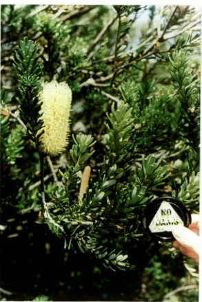 Figure 1.3 (a). Examples of morphological variation in B. marginata from 