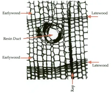 Figure 2.1. Typical conifer growth rings and associated features. This transverse view between these two cellular types that allows for the identification of annual growth rings while the rays contain only parenchyma cells
