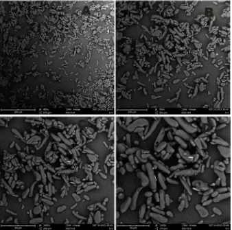 Figure 4. SEM Images of Native Unripe Plantain Peel Starch at (A) 400X (B) 700X (C) 1000X and (D) 1500X
