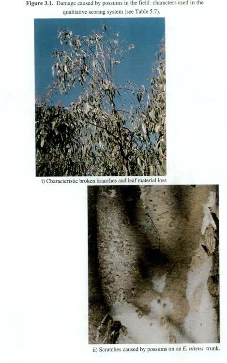Figure 3.1. Damage caused by possums in the field: characters used in the 