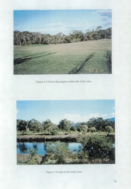 Figure 5.3 Native Eucalyptus within the study area. 