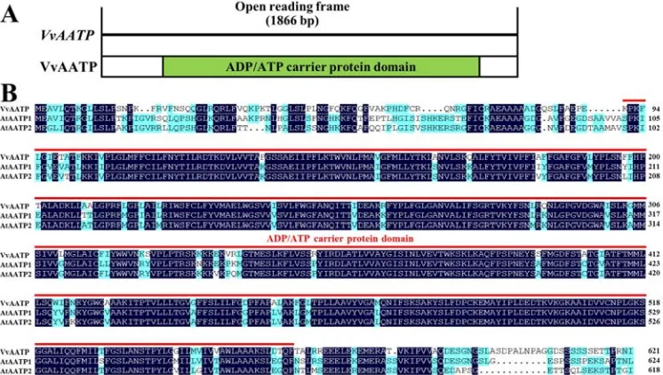 Figure 1. Analyses of the VvAATP gene from grapevine. A, Structure analysis of the VvAATP protein