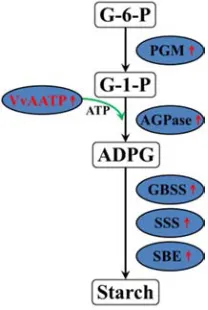 Figure 6. A proposed model of the regulatory network of VvAATP in starch accumulation