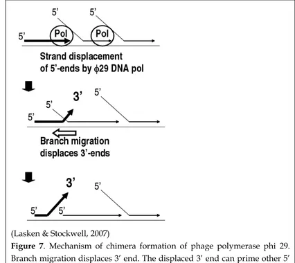 Figure 7. Mechanism of chimera formation of phage polymerase phi 29. Branch migration displaces 3’ end