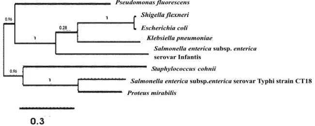 Table 1. The plasmid size and post plasmid curing resistance pattern of selected multiple antibiotic resistant bacteria isolated from poultry droppings