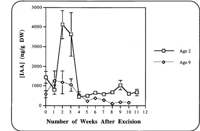 Figure IV.4.5 - Change in the mean concentration of endogenous indole-3-acetic cuttings during the callus formation period