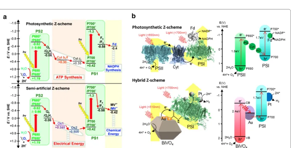 Fig. 4 Immobilization of PSII on carboxylated ITO electrode via electrostatic immobilization (left) and covalent immobilization (right) Adapted with permission from ref [36]