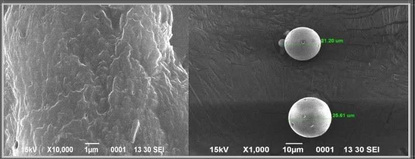 Figure 5: SEM images of microsponges F1 formulation. 
