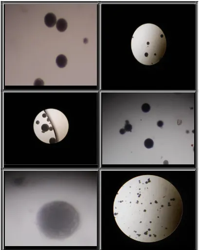 Figure 11: Optical light microscopy images of microsponges. 